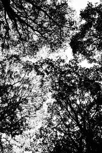 Low angle view of trees in forest against sky