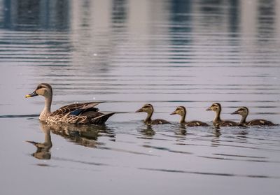 Ducks swimming in lake