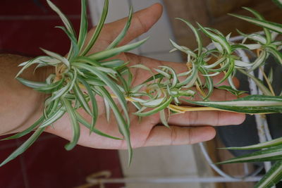 Close-up of hand holding plant