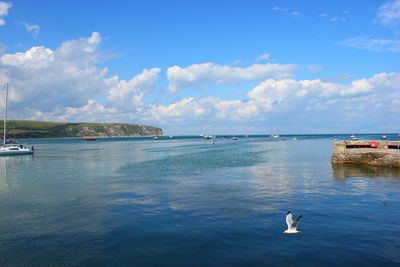 View of harbour looking out to sea with seagull flying past