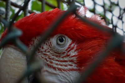 Close-up of parrot in cage