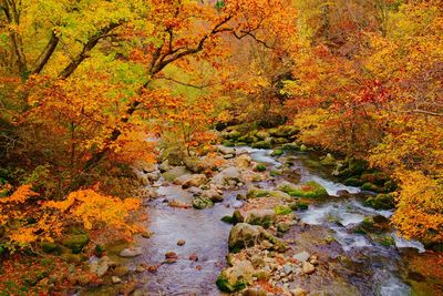 Scenic view of stream amidst trees during autumn