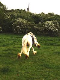 Sheep grazing on grassy field