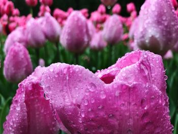 Close-up of water drops on pink flower