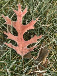 Close-up of tree