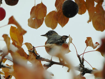 Close-up of robin perching on branch