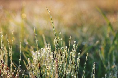 Close-up of water drops on grass