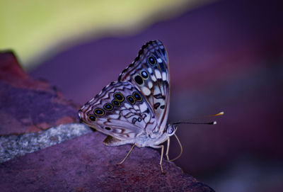 Close-up of butterfly on rock