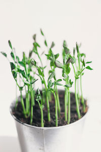 Close-up of potted plant