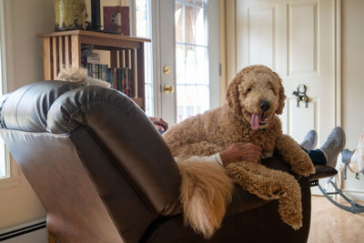 Dog relaxing at home