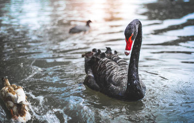 Swan swimming in lake