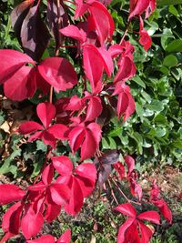 Close-up of red flowers