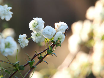 Close-up of white cherry blossom