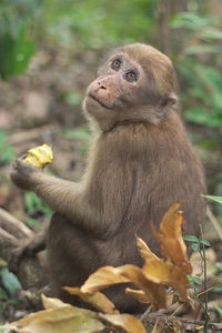 Close-up of monkey