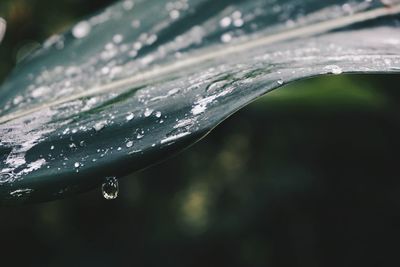 Close-up of raindrops on leaves