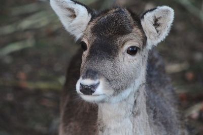 Close-up portrait of deer