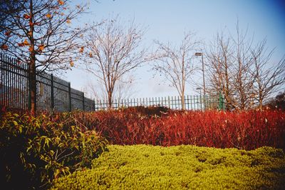 Plants growing on field