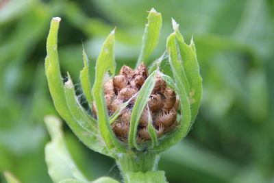 Close-up of seeds on flower