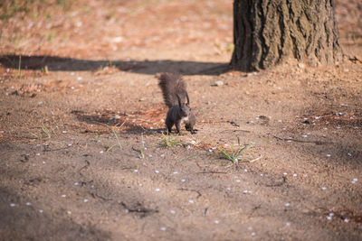 Squirrel on field