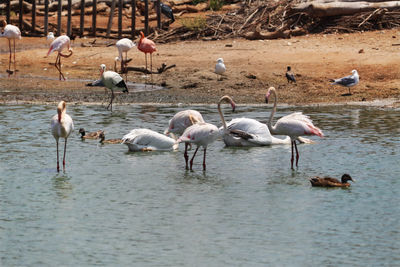 Birds in lake