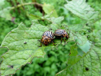 Close-up of colorado potato beetles on leaf