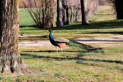 Close-up of peacock on field