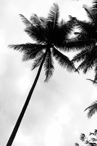 Low angle view of silhouette tree against sky
