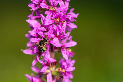 Close-up of bee pollinating on purple flower