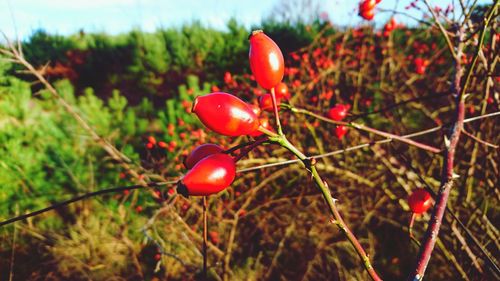 Close-up of red berries growing on tree