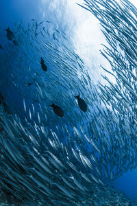 Fish swimming in sea