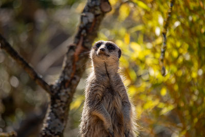 Meerkat on tree