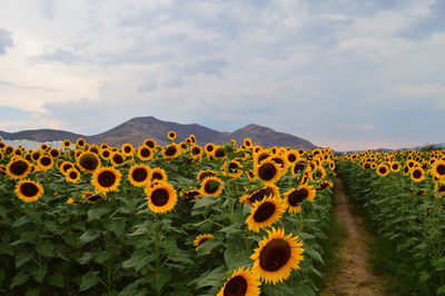 Sunflower field about to harvest, seed sunflower with mountains and clear sky