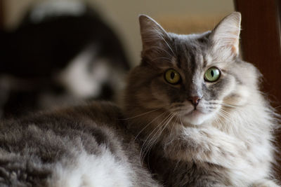 Close-up portrait of cat relaxing