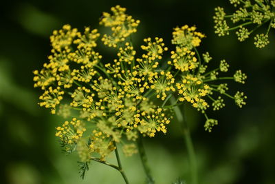 Anethum flower 