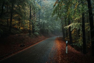 Road amidst trees in forest