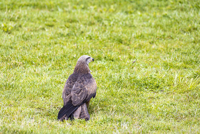 Bird perching on a field