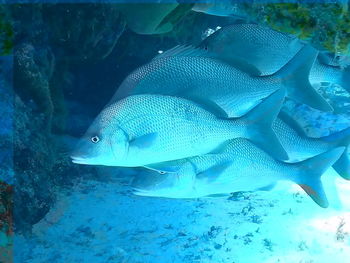 Close-up of fish underwater