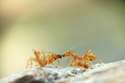 Close-up of ants on rock