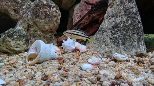 Close-up of seashell on rock