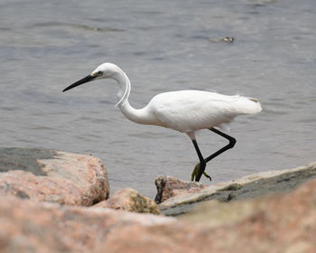 White heron on rock