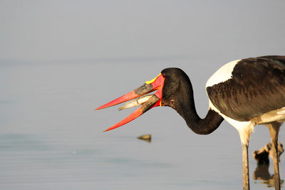 Side view of a bird against the sky