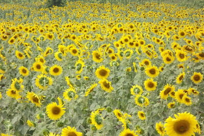 Scenic view of sunflower field