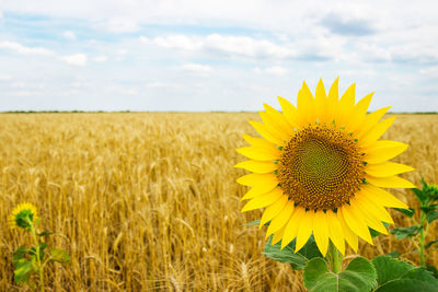 Sunflower growing on landscape against cloudy sky