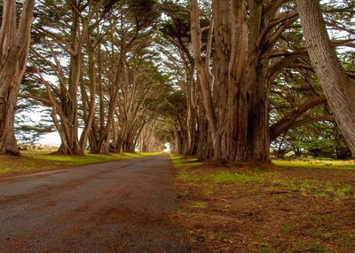 Road amidst trees in forest