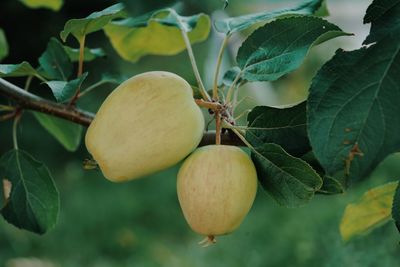 Close-up of fruit growing on tree