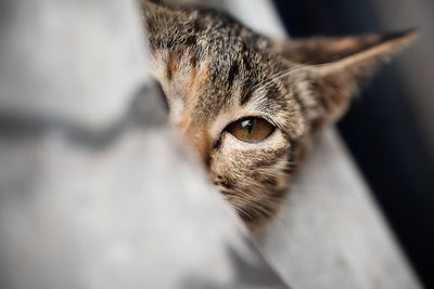 Close-up of cat