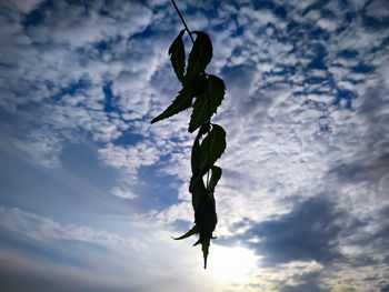 Low angle view of silhouette plant against sky