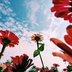 Low angle view of flowers blooming against sky