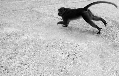 High angle view of monkey running on footpath