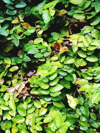 High angle view of plants in water